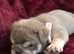 ** ready now last girl left **English bulldog puppies