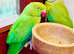 Stunning beautiful Indian ringnick breeding pair