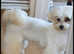 Beautiful toy maltipoo puppy's
