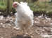 White wyandotte hens