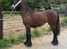 Show stopped of a filly