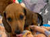 Mini Dachshund  Pups - READY NOW