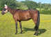 15.2 tbx mare,