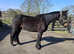 Fresian X 15hh 5 year old mare