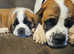 Saint Bernard pups