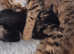 1 LEFT STUNNING MAINCOON BENGAL.