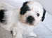 **1 BOY 1 GIRL SHIH TZU PUPPIES LEFT**