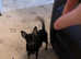 Beautiful miniature pinscher