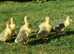 Embden goslings