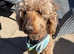 Labradoodle puppies
