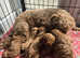 4 boy Red toy poodle puppies