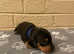 Miniature dachshund puppies