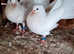 Fantails