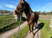 Welsh d filly