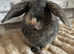 Pure Breed Mini lop