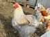 Large fowl Brahma boys