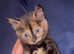 Play-full healthy kittens two fluffy black and two mixed colors