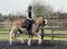 Super Allrounder Cob 15.1hh 6 year old