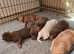 Bull pei puppies
