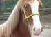 GUNNER YEARLING COB X CLYDESDALE