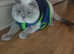 Scottish fold