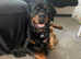 READY NOW Gorgeous chunky pedigree Rottweiler puppies