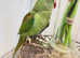Stunning baby alexandrine parrot