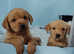 Kc Reg Fox Red Labrador Puppies From Health Tested Parents