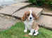Pedigree cavalier king Charles