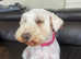 Kc Registered Miniature schnauzer