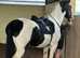 17HH ISH GELDING 6 YO