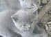 British shorthair kittens