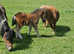 Shetland  mare