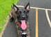 Dutch Shepherd x German Shepherd Puppies