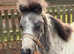 Shetland x welsh sec a filly