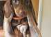 Gorgeous miniature dachshund puppies looking for forever homes