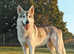 Northern Inuit Litter Planned for 2026