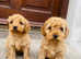 Cockapoo puppies for sale