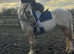 Riding Welsh palamino