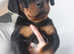 Rottweiler puppies available last 3