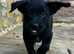 Australian Cattle Dog cross Labrador Puppies
