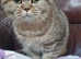 Beautiful GCCF Registered British Shorthair Girl