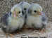 Gold And Silver Sebright Chicks- available