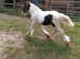 Cob colt to make 14.2