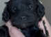 Stunning DNA Health Tested Maltipoo Puppies
