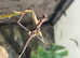 Sungaya 'sunny' stick insects.
