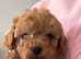 2 poodle dog puppies