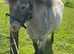 Absolutely Gorgeous Blue Roan Blanket Spotted Shetland Pony