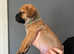 Mastiff cross puppies £800