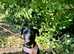 jack russell cross salukai